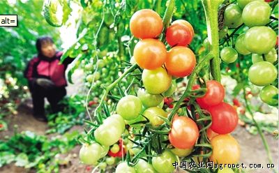 福瑞特1681番茄种子