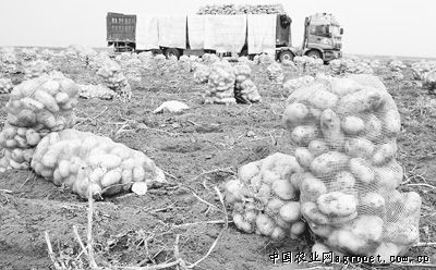 海刀豆种植技术