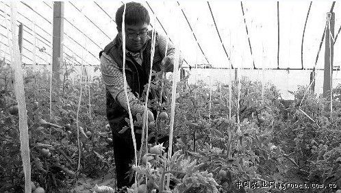 红薯盆栽种植方法