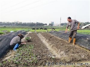 韩秀西兰花种植技术