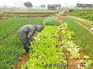 北京蔬菜价格仍继续下跌