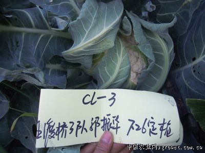 红叶莴笋的种植技术