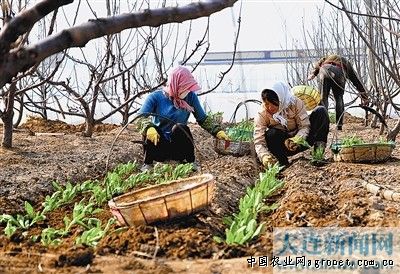 东风菜种子种植技术