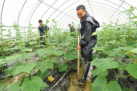 甘肃张掖市提升蔬菜产业市场竞争力