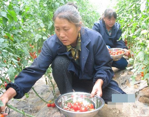 红香椿芽育种技术