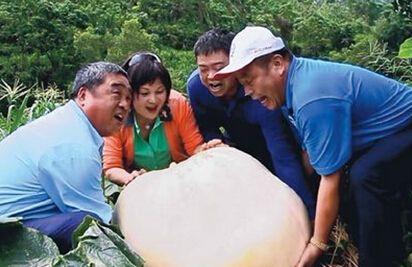 江西赣州财政奖补激活蔬菜产业