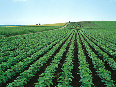 荷兰豆高产种植技术