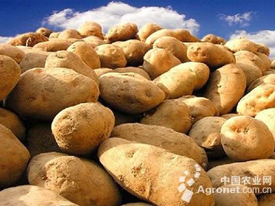 济薯26地瓜品种介绍