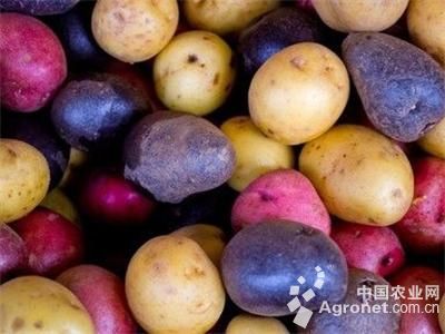 超荷15土豆种植技术
