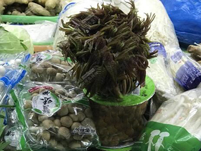 紫扁豆育种技术