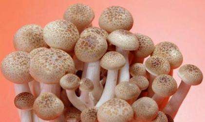 白葱菌多少钱一斤