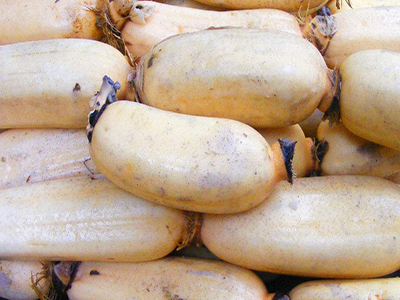 五里香红薯种植技术