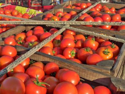瑞克斯旺西红柿批发价格