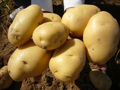 双皮黄红薯品种排名