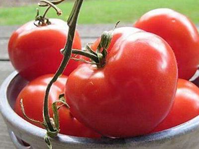 绿把长茄品种