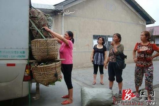 香菜原产地中国