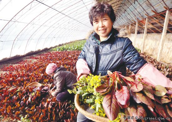 韩国白雪萝卜种植技术