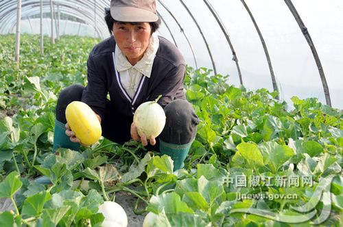海阳白玉黄瓜种子公司
