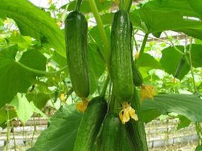 帝沃系列菠菜种植时间