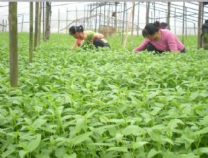 供应蕹菜、水藤菜、空心菜