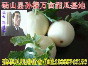 供应甜瓜