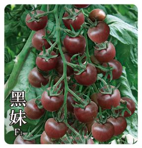 供应黑妹F1—番茄种子