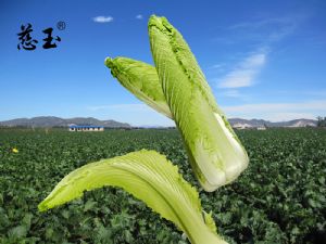 供应玉田包尖白菜