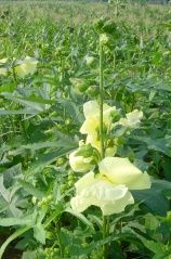 供应菜芙蓉种子—野生蔬菜种子