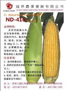 美国型超甜玉米种子：ND－416