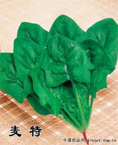 供应麦特—菠菜种子