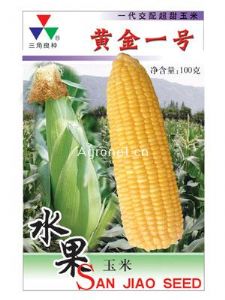 供应黄金一号—菜用玉米种子