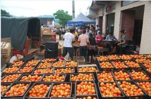 供应大量旱地西红柿、青椒、豆角