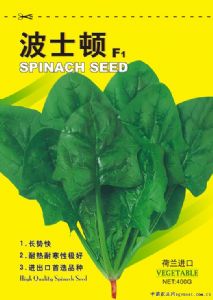 供应波士顿—菠菜种子