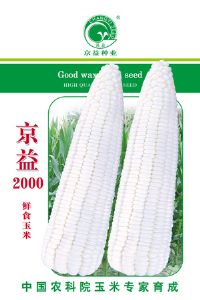 供应京益2000——玉米种子