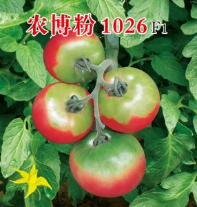 供应农博粉1026—番茄种子