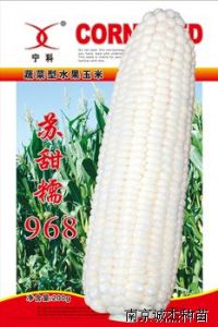 供应苏甜糯968—玉米种子