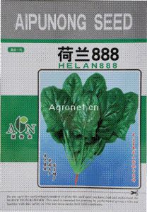 供应荷兰888-菠菜种子
