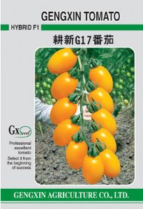 供应耕新G17番茄—番茄种子