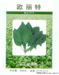 供应欧丽特—菠菜种子