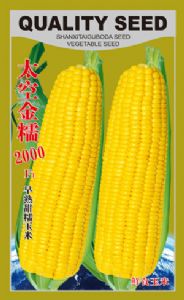 供应太空金糯2000-菜用玉米种子