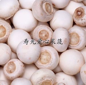 供应套菜礼品菜——白灵菇