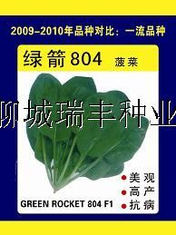 供应绿箭804—菠菜种子