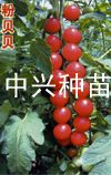 供应中兴粉贝贝—番茄种子、种苗