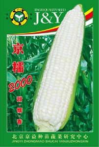 供应京糯2000—菜用玉米种子