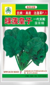 供应绿菠皇子—菠菜种子