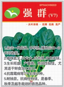 供应强群（V7）——菠菜种子