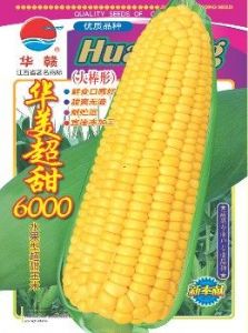 供应华美超甜6000—菜用玉米种子