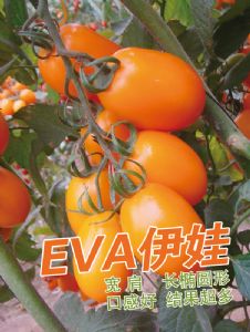 供应EVA伊娃—番茄种子