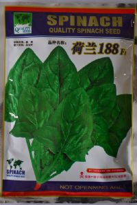 供应荷兰188—菠菜种子