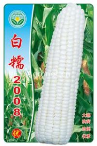 供应白糯2008—糯玉米种子